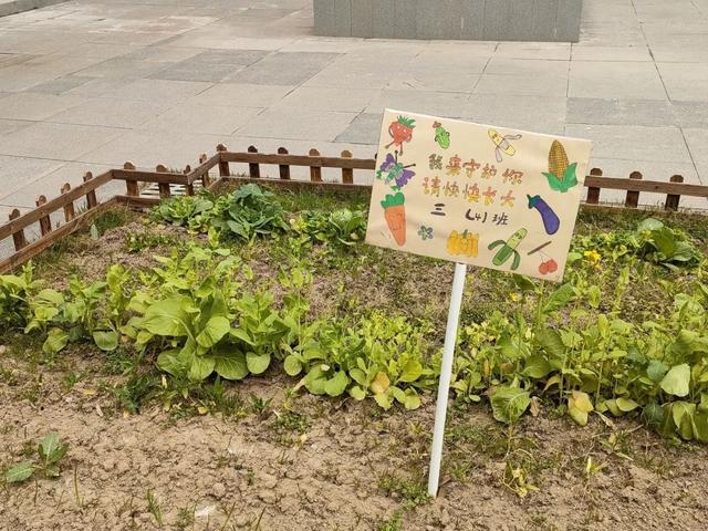 三亿体育app平台未央区前进教育集团永泰路小学开展植树节活动(图4)